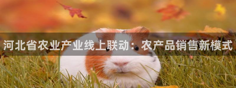搜球吧8直播免费观看：河北省农业产业线上联动：农产品销售新模式